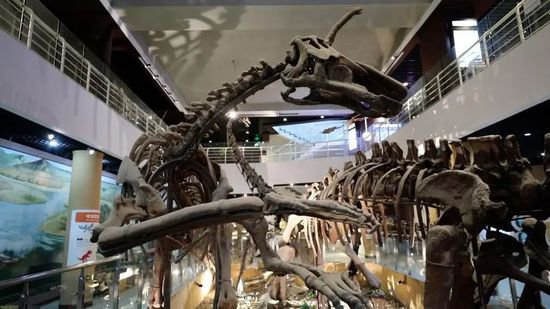 探索生命演化的奥秘“科普新动线”活动走进中国古动物馆