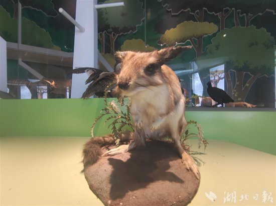 兔年春节，到武汉自然博物馆看可爱的“<em>兔兔</em>”标本