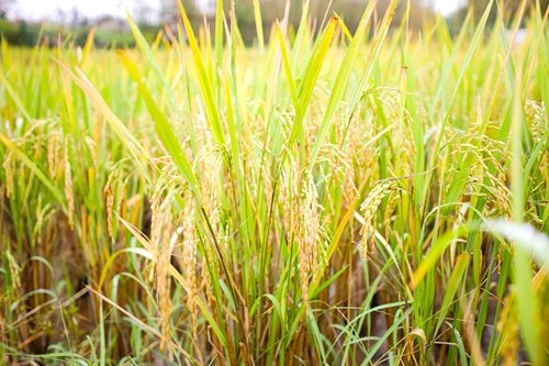 宜宾市翠屏区：15万亩“再生稻”稳产增收