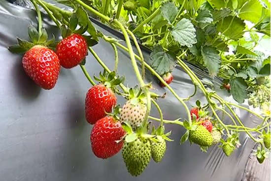 乡村振兴看西安｜高陵区东张市村：发展<em>草莓</em>种植 壮大集体经济