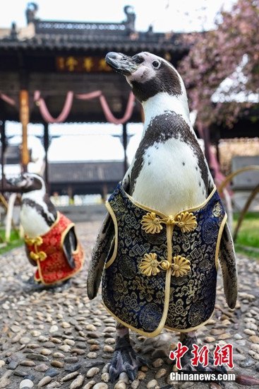 南京海底世界洪氏环企鹅穿唐装拍写真“享”春意