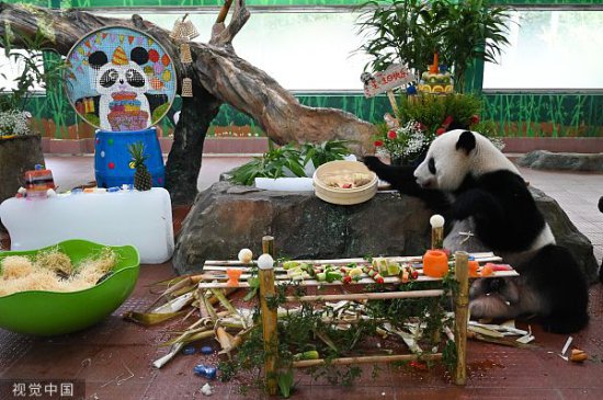 <em>广州</em>动物园为大熊猫“<em>星</em>一”“雅一”庆祝10岁生日