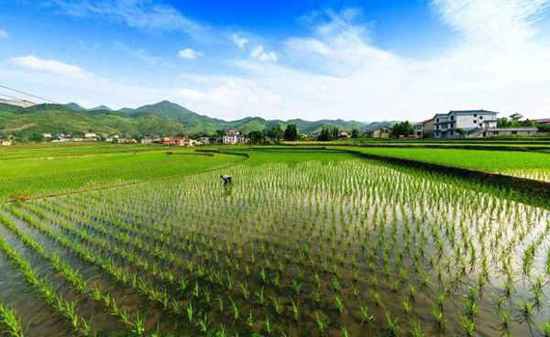 <em>最早种植水稻</em>的人—<em>最早种植水稻</em>是什么朝代