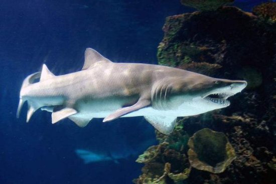 地球上10大最厉害的鲨鱼，<em>虎鲨</em>和<em>大白鲨</em>领衔，你都认识吗？