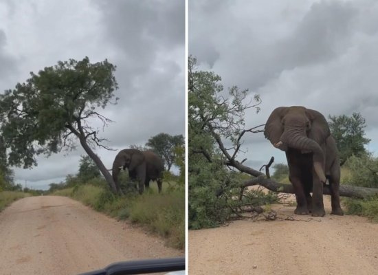 <em>南非</em>自然保护区一<em>大象</em>撞倒路边树木 坐上去挠痒