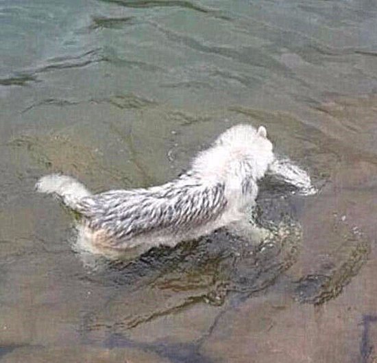 带二哈去<em>钓鱼</em>，狗子突然往水中一跳，下一秒主人直接傻眼