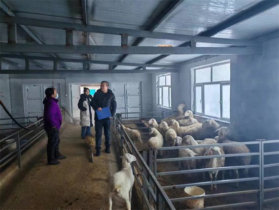 吉木萨尔县肉羊高效养殖模式取得新成效