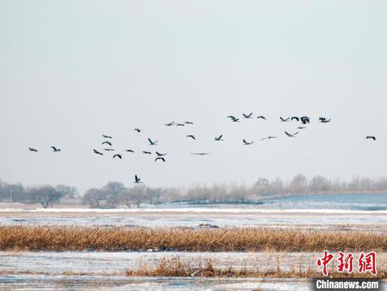珍稀候鸟在中国东北<em>超长时间</em>停留渐成常态