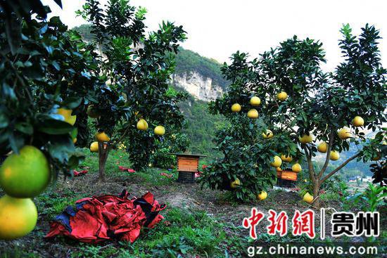 贵州石阡：“柚”到采摘丰收成熟季