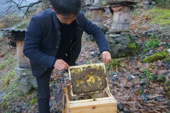 杨林镇：力促中蜂产业发展 带动群众“甜蜜”脱贫