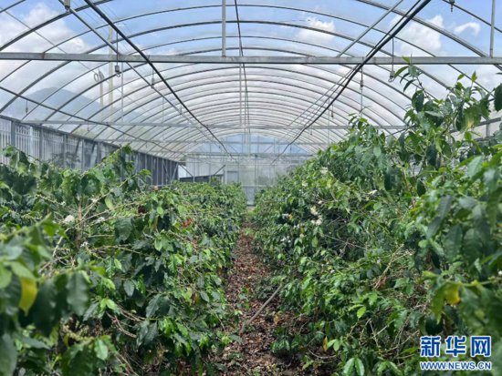 云南保山：“<em>庄园</em>+”新模式推动咖啡产业与农文旅融合发展