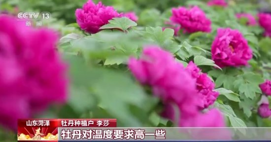 传感中国丨千里送花，一路余香