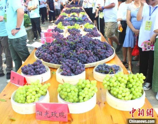 “南国葡萄之乡”葡萄产业带动村民增收致富