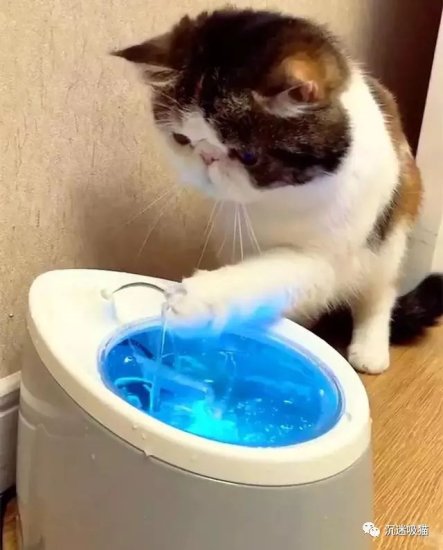 节约用水猫猫有责：猫咪喝完<em>水</em>见到饮水机还在流水，伸爪便堵