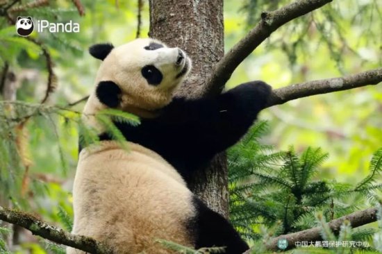 中国大熊猫保护研究中心：“数”说2021国宝大事