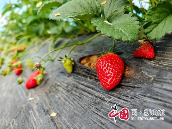 青岛胶州：“中药”草莓正当红