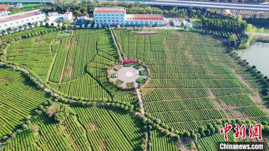 陕西西乡：36万亩茶园迎来春茶采摘期
