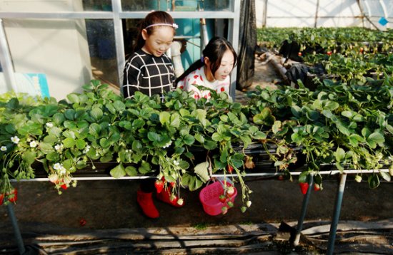 济南：小草莓结出“致富果”