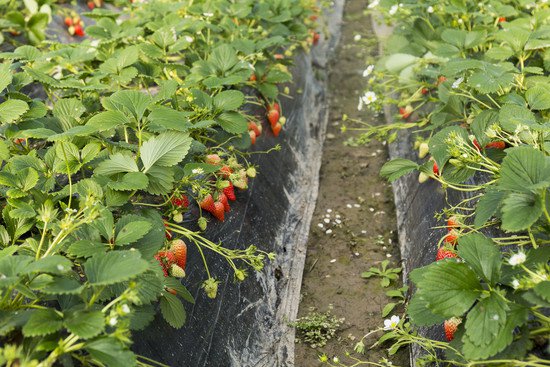 草莓种植棚4座25亩 平度市旧店镇大力发展<em>果蔬种植业</em>