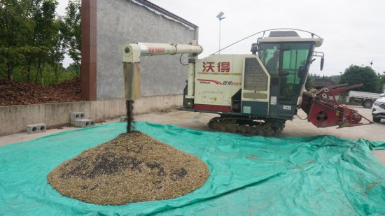 贵州织金：机械化收割助力农业现代化发展