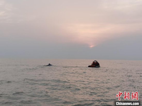 浙江象山搁浅鲸鱼重回大海 专家建议或可加强后续观察