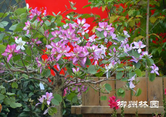 柳州市园林科技园奇特<em>的盆栽矮化</em>三色洋紫荆