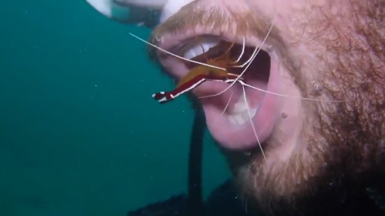 有趣！国外一名潜水员张开嘴 让海中小虾游入清洁牙齿
