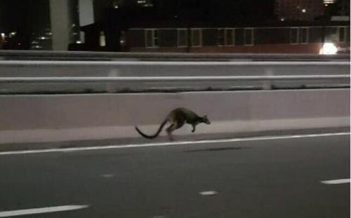 悉尼网红小袋鼠重返自然 曾蹦跶上海港大桥引轰动