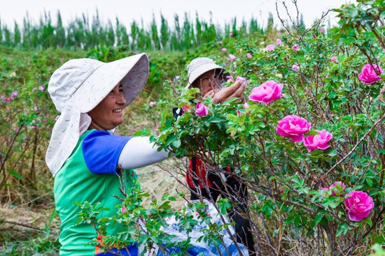 如何撬动“花海经济”——新疆推进花卉业高质量发展调查