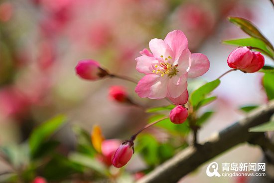 李沧“春季赏花地图”出炉 欢迎市民游客来打卡！