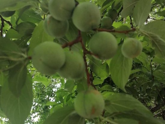 <em>李子树</em>果实可食用还可制作罐头作为水果李子是温带重要果树之一