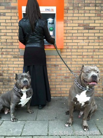 <em>女生</em>独自一人去ATM<em>取</em>钱<em>如何</em>保证安全？答案是：带上一只狗