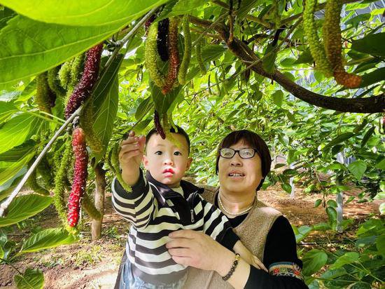 河北涞水县：桑产业撑起农民致富的一片天