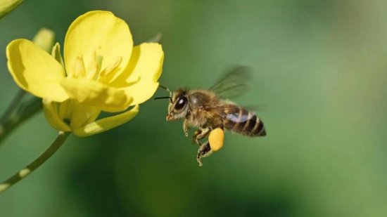 研究<em>显示</em>：现有蜜蜂数量远<em>不能</em>满足全球农业授粉需求
