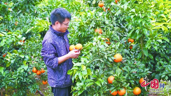 嘉陵区<em>柑橘</em>成熟上市 全区<em>柑橘种植</em>面积达7万亩