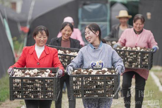 甘肃成县：羊肚菌种植助力乡村振兴
