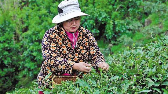 “小<em>茶叶</em>”变身“金叶子”——墨脱依托生态优势推动茶产业发展
