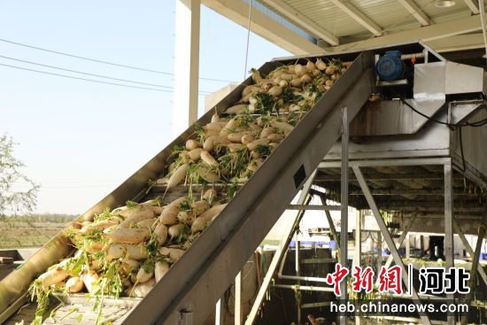 河北冀州：订单种植促增收 “净菜”加工进京忙