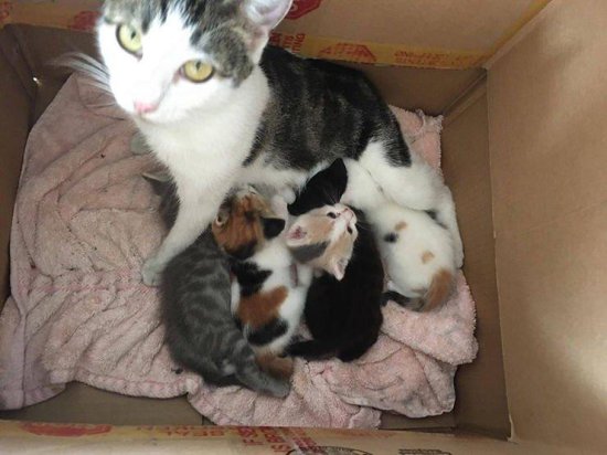 被主人丢弃的怀孕母猫通过打官司获得了公寓的居住权