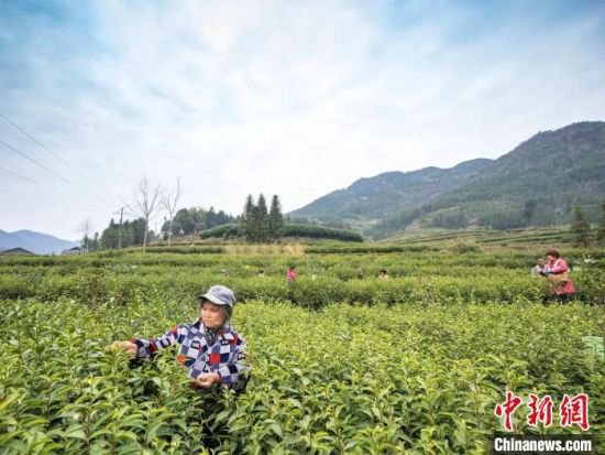 湖南安化36万亩茶园开园 茶叶综合产值达252亿元