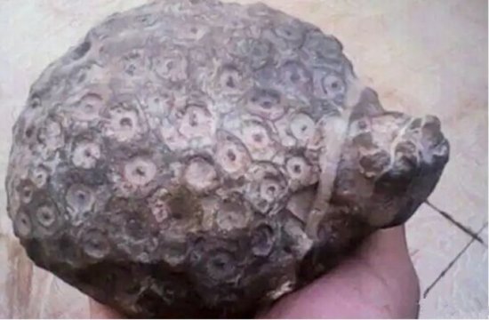 男子野外捡到乌龟化石，专家鉴定称<em>价值不菲</em>
