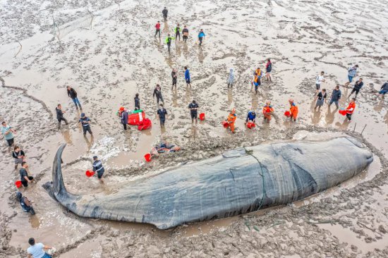 巨型抹香鲸搁浅石浦海滩！象山各方合力营救……