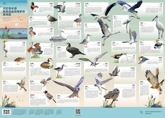 河北衡水湖国家自然保护区发布全季观鸟图
