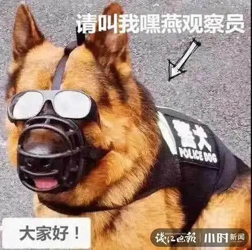 杭州一条神奇警犬，抖音播放量飙到2500万！它的弱点有点<em>可爱</em>