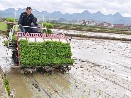 <em>机械</em>助力贵州惠水4.2万亩水稻插秧