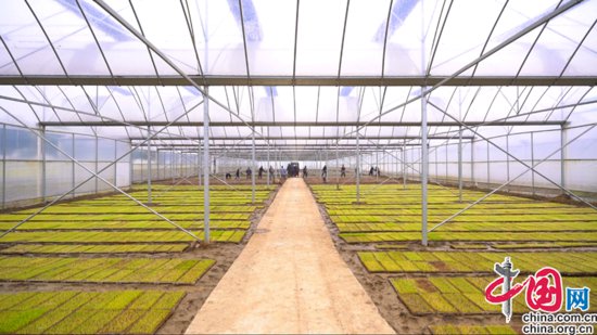 湖南洞口：开展集中育秧 种植早稻30万亩
