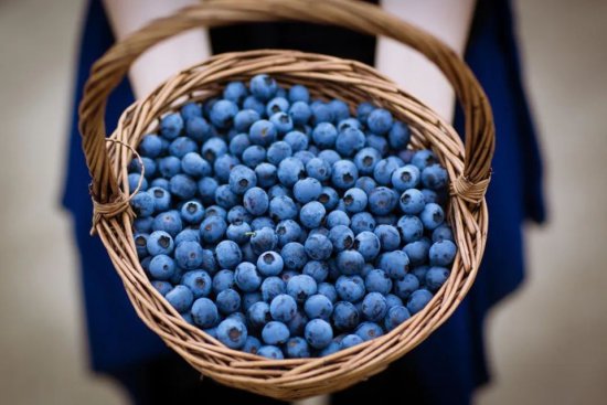 每天吃一盒蓝莓会发生<em>什么</em>？视力真的会变好？