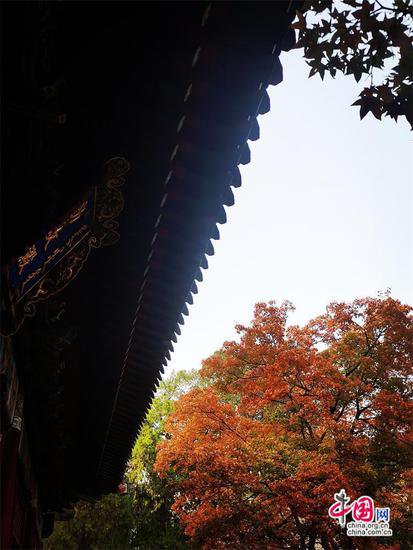 香山红叶进入最佳观赏季 成了北京最浓的秋色