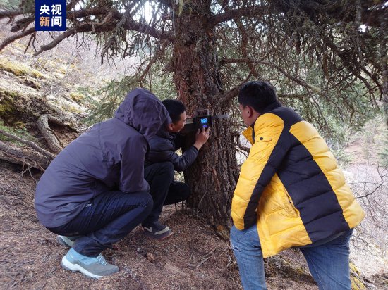 青海省对<em>金钱豹</em>野外种群及其栖息地开展调查监测
