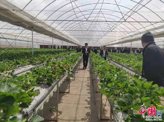 云南巧家：做优做强草莓产业 巩固拓展脱贫成果